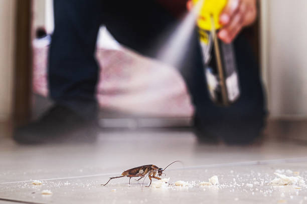 Best Flea Control Services  in Montalvin Manor, CA